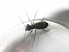 Cylindera kaleea