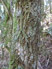 Myrospermum (Myrocarpus)