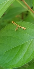 Geina periscelidactylus