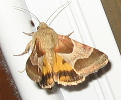 Schinia jaguarina