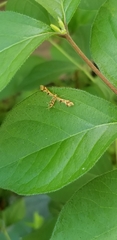 Geina periscelidactylus