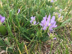 Astragalus laxmannii robustior