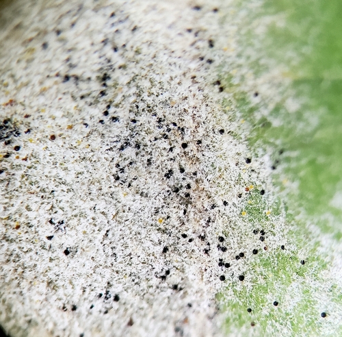 Sycamore Powdery Mildew