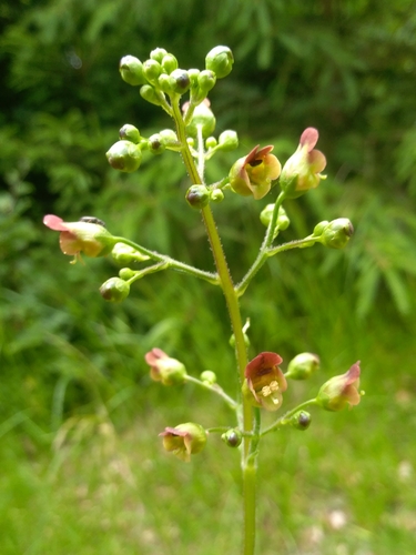 Nariuotasis bervidis nuotrauka