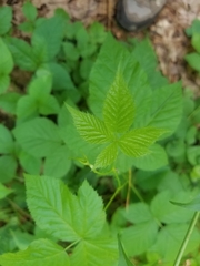 Rubus pubescens