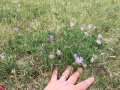 Astragalus laxmannii robustior