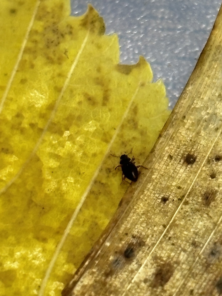Hydraena watanabei