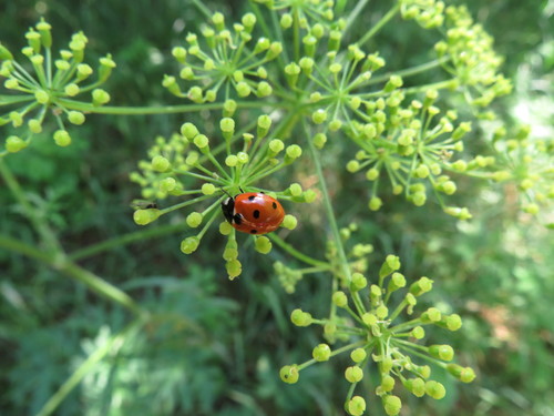 Septyntaškė boružė