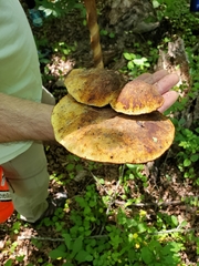 Buglossoporus quercinus