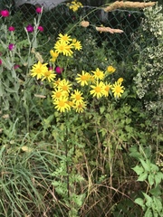 Senecio squalidus rupestris