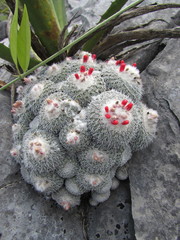 Epithelantha unguispina