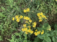 Senecio squalidus rupestris