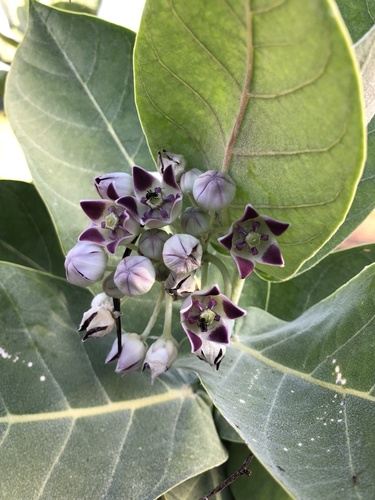 giant milkweed