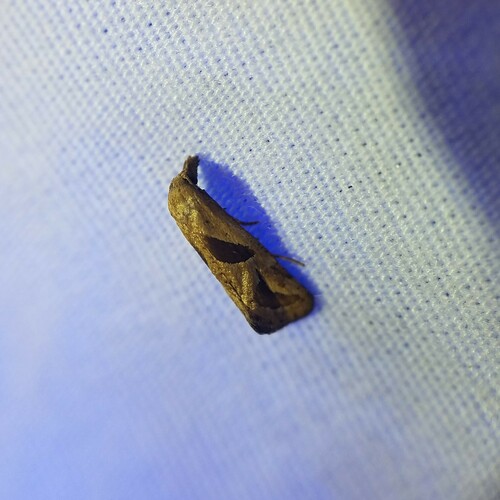 Two-spotted Eugnosta Moth photo 3