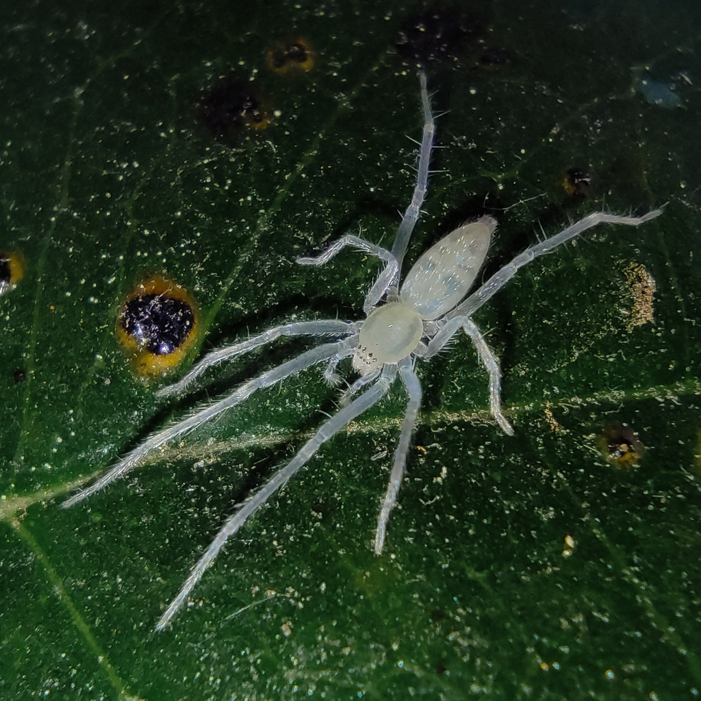 Osoriella tahela