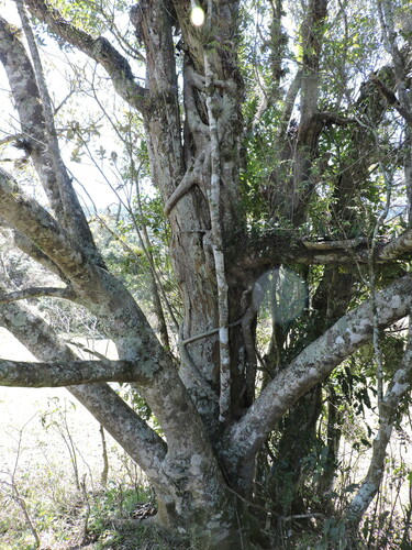 Ficus cestrifolia, photograph 4