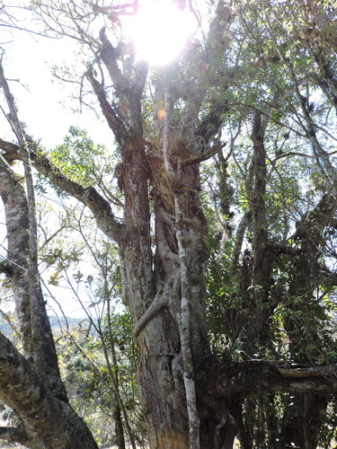 Ficus cestrifolia, photograph 5