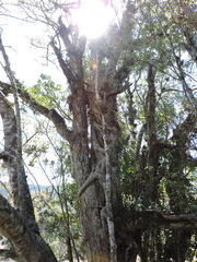 Ficus cestrifolia, photograph (c) Fabrício Mil Homens Riella, some rights reserved (CC BY)