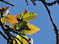 Ficus cestrifolia, photograph (c) Fabrício Mil Homens Riella, some rights reserved (CC BY)