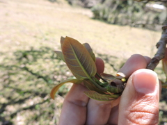 Ficus cestrifolia, photograph (c) Fabrício Mil Homens Riella, some rights reserved (CC BY)