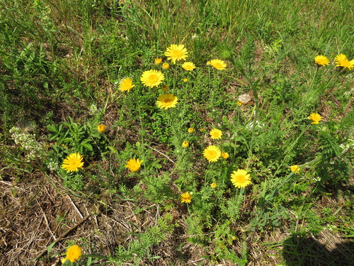 Geltonasis bobramunis