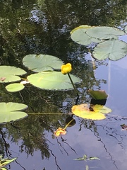 Nuphar variegata