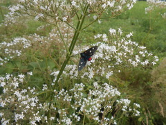 Zygaena ephialtes