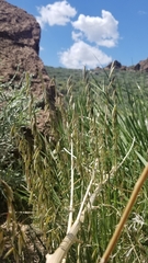 Melica stricta