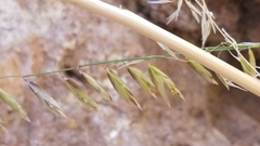 Melica stricta