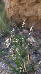 Melica stricta