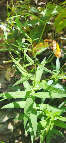 Image of Epilobium coloratum by (c) Ben Meredyk, some rights reserved (CC BY)