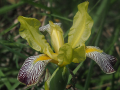 Iris variegata