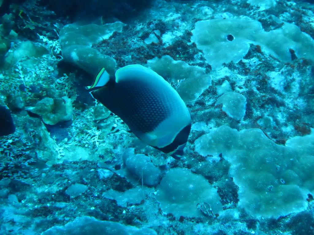 Black Butterflyfish