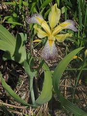 Iris variegata