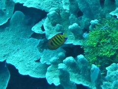 Centropyge loriculus