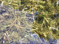 Potamogeton zosteriformis