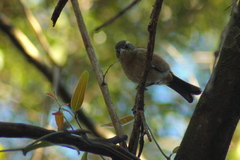 Microspingus cabanisi