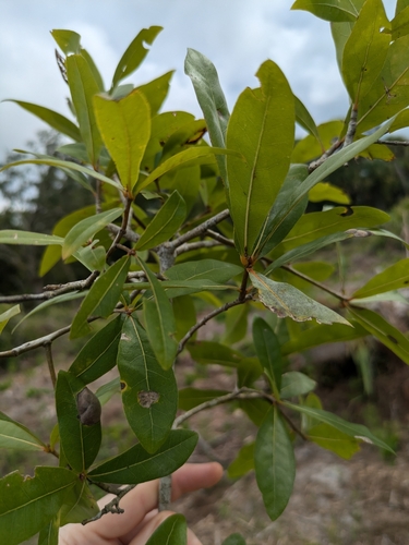 Image of Quercus laurifolia by (c) Robin Stonecypher, some rights reserved (CC BY)