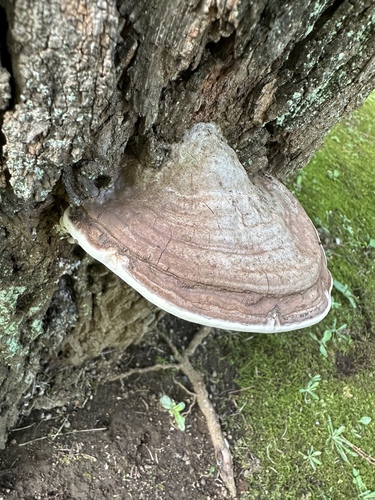 Ganoderma australe