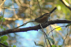 Microspingus cabanisi