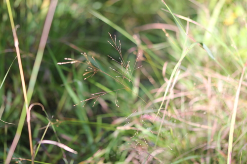Image of Panicum flexile by (c) Quinten Wiegersma, some rights reserved (CC BY)