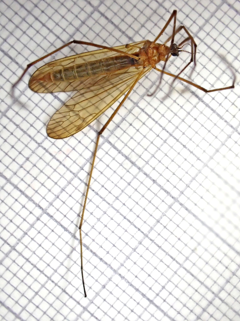 Euphylidorea lineola