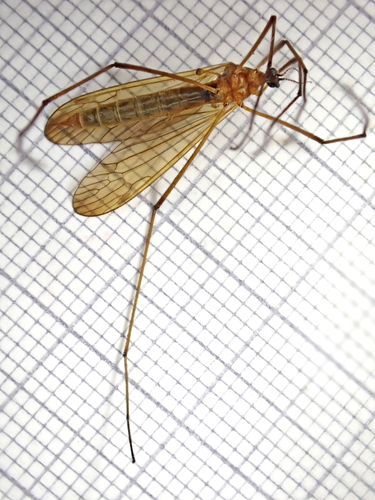 Euphylidorea lineola