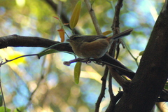 Microspingus cabanisi