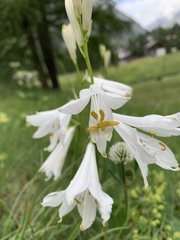 Paradisea liliastrum