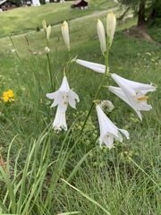 Paradisea liliastrum