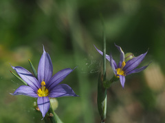 Sisyrinchium