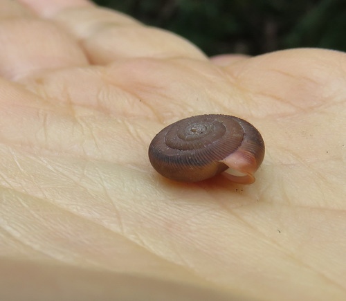 Oestophora silvae