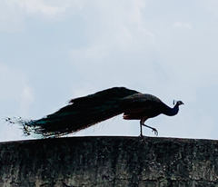 Pavo cristatus