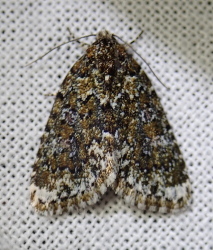 Cryphia Moth photo 3